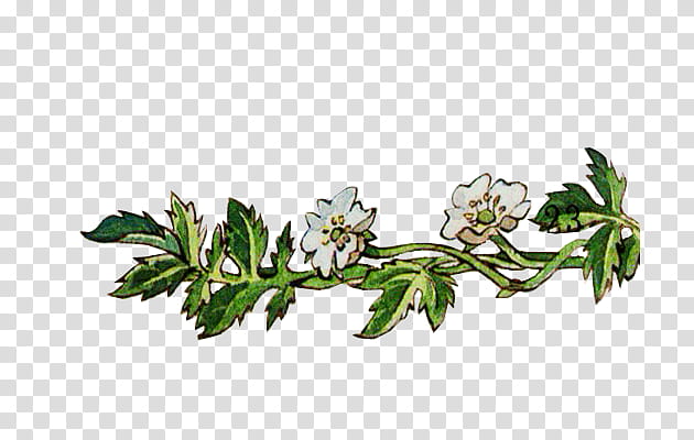 Fairy tale P, green leafed plant with white flowers transparent background PNG clipart