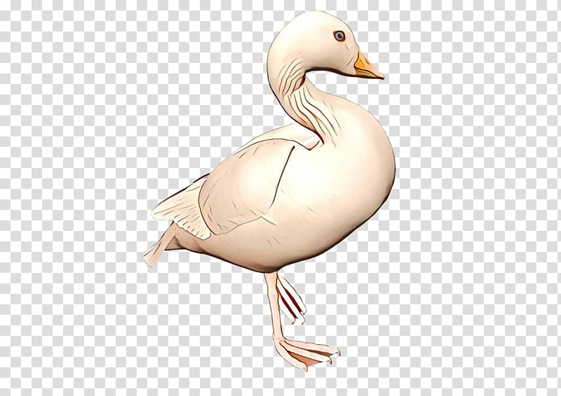 Snow, Duck, Goose, Beak, Neck, Bird, Water Bird, Ducks Geese And Swans transparent background PNG clipart