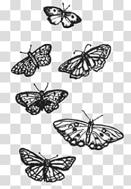 Doodles and Drawing , gray-and-white butterflies transparent background PNG clipart