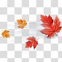 AccuWeather COLOR Weather Skin, maple leaves illustration transparent background PNG clipart