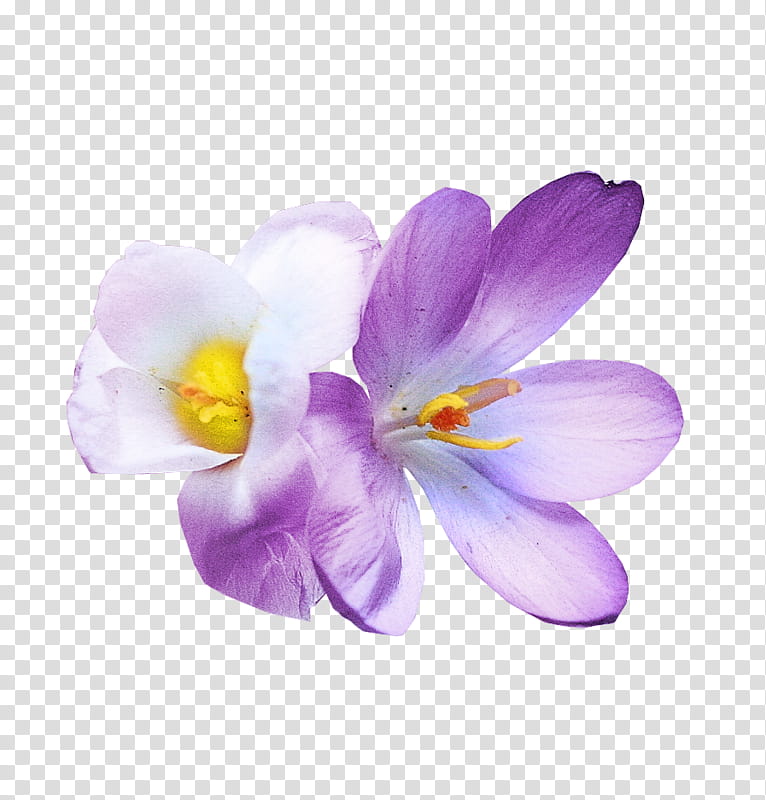 Saffron Flower, Crocus, M 0d, Herbaceous Plant, Plants, Petal, Violet, Purple transparent background PNG clipart