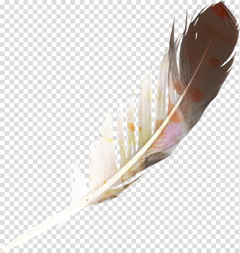 Writing, Feather, Quill, Wing, Writing Implement, Natural Material transparent background PNG clipart