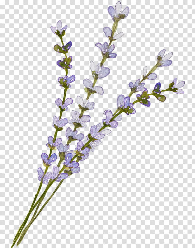 Flowers, English Lavender, 3D Computer Graphics, Plant, Purple, Violet, Cut Flowers, Branch transparent background PNG clipart