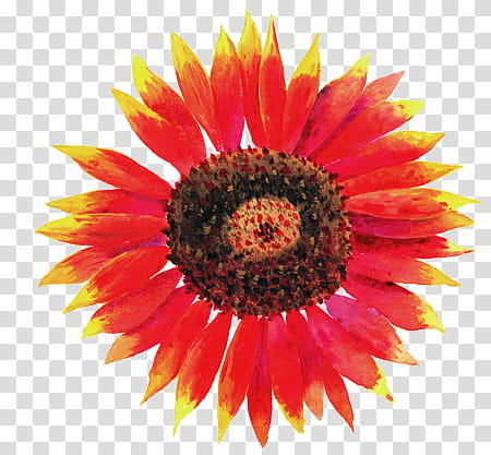 springflower, red and yellow blanket flower illustration transparent background PNG clipart