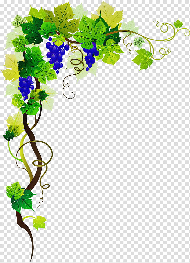 Vine, Flower, Plant, Grapevine Family, Vitis, Ivy, Cut Flowers, Morning Glory transparent background PNG clipart