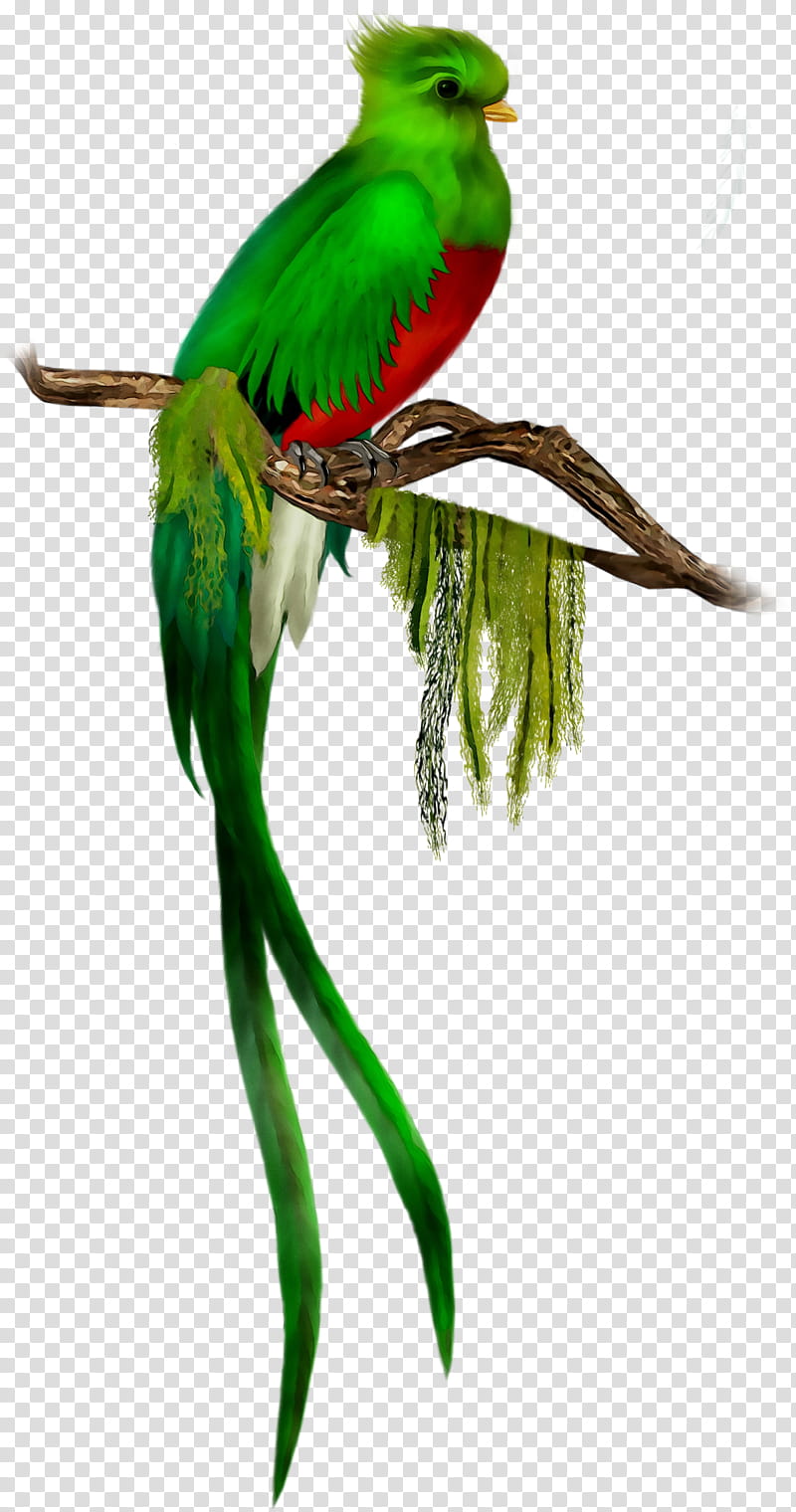 Bird Parrot, Budgerigar, Resplendent Quetzal, Macaw, Feather, Parakeet, Tail, Species transparent background PNG clipart