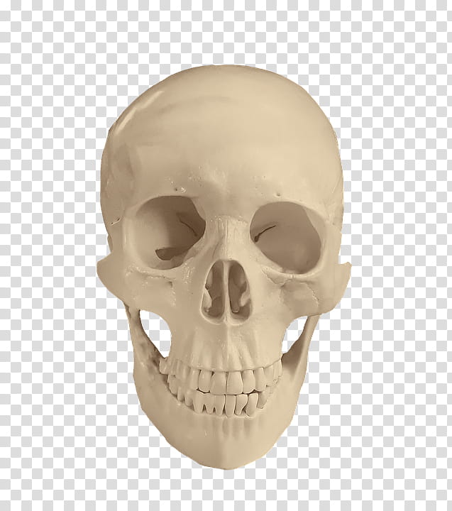 Human Skull Drawing, Bone, Skeleton, Anatomy, Jaw, Human Body, Face, Head transparent background PNG clipart