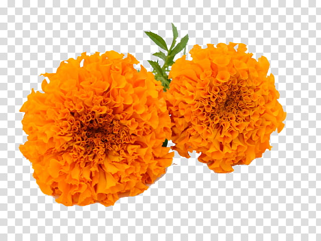 Flowers, English Marigold, Mexican Marigold, Calendula, Orange, Cut Flowers transparent background PNG clipart