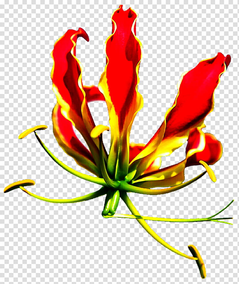 Flaming Lily transparent background PNG clipart