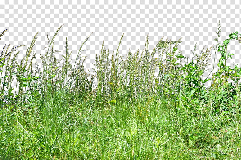 Tall Wheat Grass  Redo transparent background PNG clipart