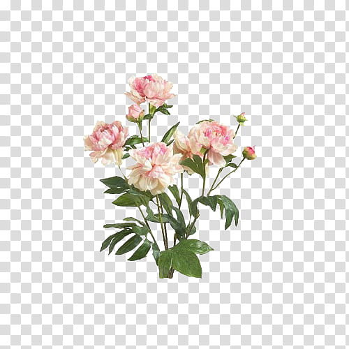 Vintage Flora Items, four pink flowers transparent background PNG clipart