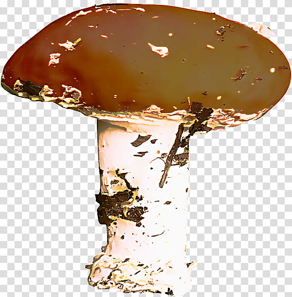 mushroom agaric agaricus agaricaceae agaricomycetes, Champignon Mushroom, Edible Mushroom, Medicinal Mushroom, Shiitake, Penny Bun transparent background PNG clipart
