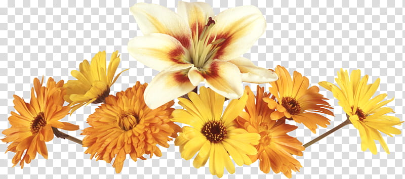 flower border flower background floral line, Yellow, Petal, English Marigold, Gerbera, Plant, Cut Flowers, Calendula transparent background PNG clipart