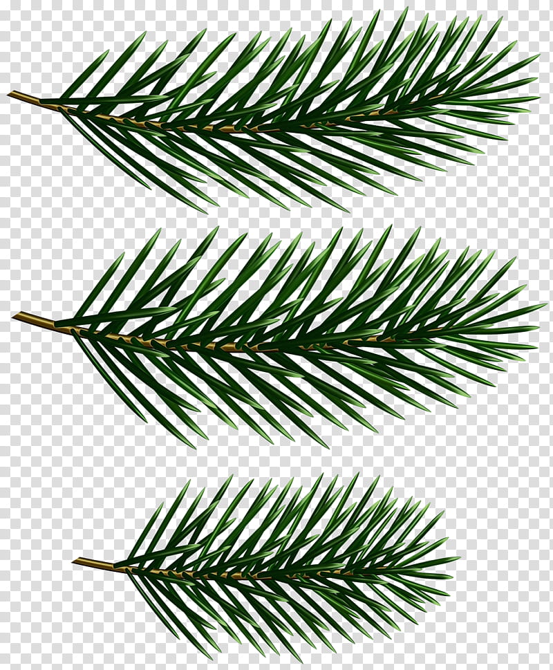 white pine yellow fir branch columbian spruce shortleaf black spruce, Watercolor, Paint, Wet Ink, Tree, Oregon Pine, Canadian Fir, Plant transparent background PNG clipart