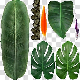 MMD Tropical Resort Stage, green leaves with different shapes transparent background PNG clipart