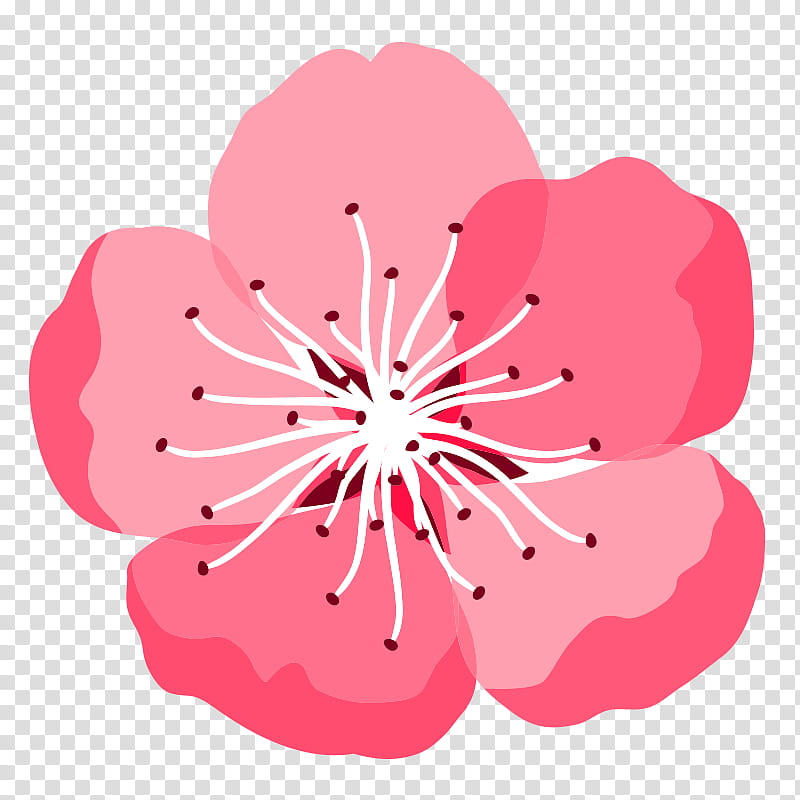 Cherry Blossom, Momo No Hanabira, Pink, Petal, Hibiscus, Plant, Flower, Mallow Family transparent background PNG clipart