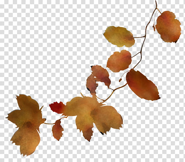 Plane, Leaf, Branch, Plant, Flower, Twig, Tree, Beech transparent background PNG clipart