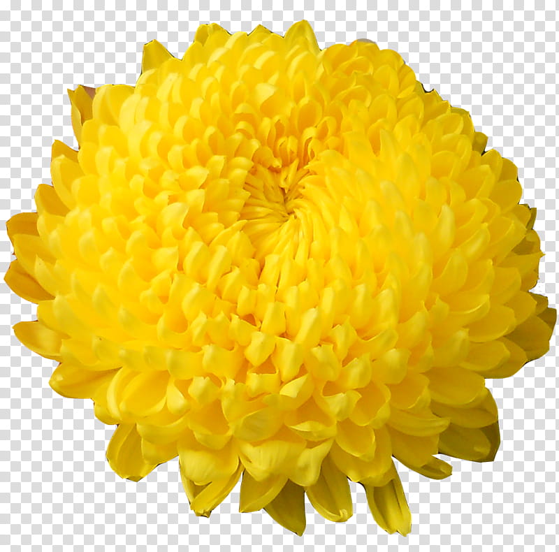Marigold Flower, Chrysanthemum, Floriculture, Vase, Yellow, Dahlia, Perennial Plant, Ball transparent background PNG clipart