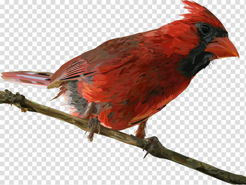 Cardinal Bird, Northern Cardinal, Finches, Cardinal Number, Beak, Songbird, Perching Bird transparent background PNG clipart