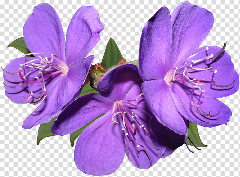 purple flower violet petal plant, Flowering Plant, Lilac, Cut Flowers, Bellflower Family, Melastome Family transparent background PNG clipart