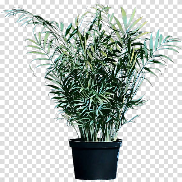 Palm Tree, Palm Trees, Flowerpot, Houseplant, Chamaedorea, Plants, Garden, Ornamental Plant transparent background PNG clipart