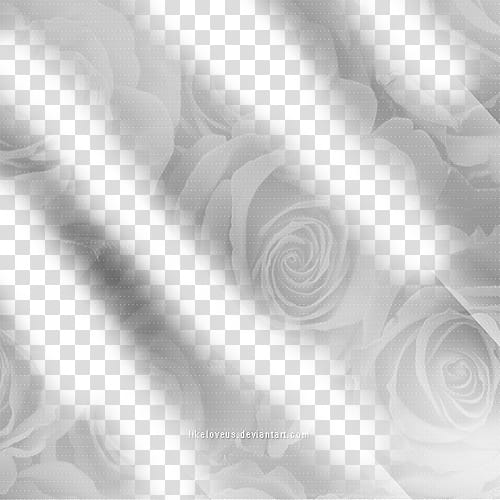 close-up of white roses transparent background PNG clipart