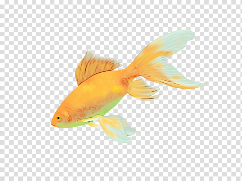 fish fish fin goldfish feeder fish, Watercolor, Paint, Wet Ink, Koi, Tail, Bonyfish, Marine Biology transparent background PNG clipart