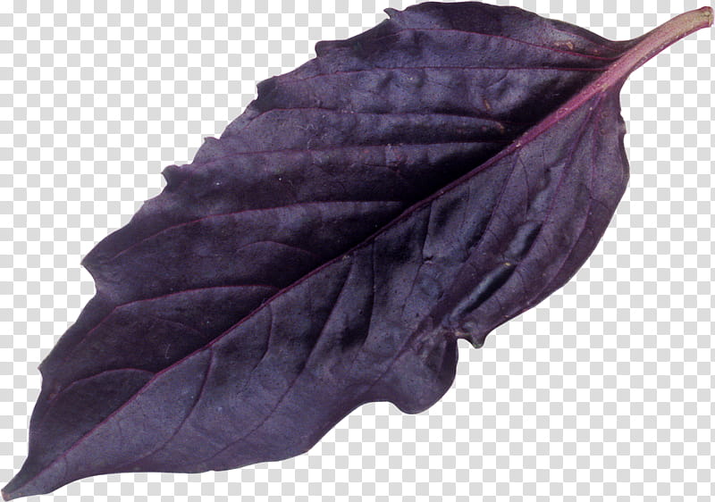 Leaf, Violet, Purple, Plants, Color, Data Compression transparent background PNG clipart