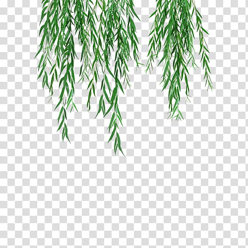 Weeping Willow Tree Drawing, Branch, Leaf, Brussels Dwarf Jade Bonsai, Trunk, Bark, Root, Grass transparent background PNG clipart