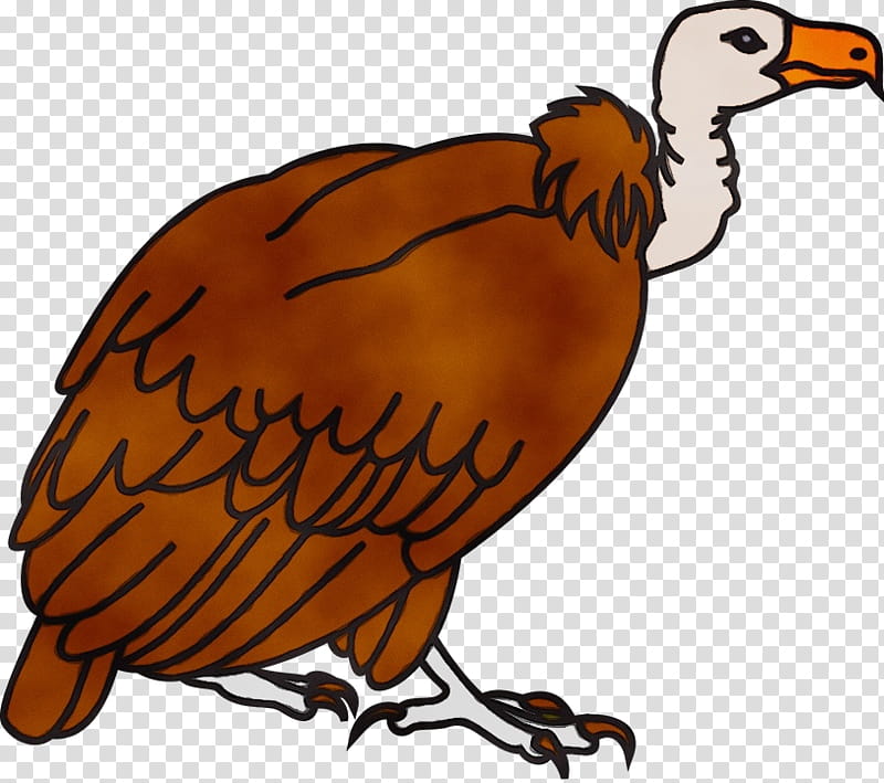 Turkey vulture Bird Black vulture Buzzard, Watercolor, Paint, Wet Ink, Cartoon, Beak, Flightless Bird, Pheasant transparent background PNG clipart