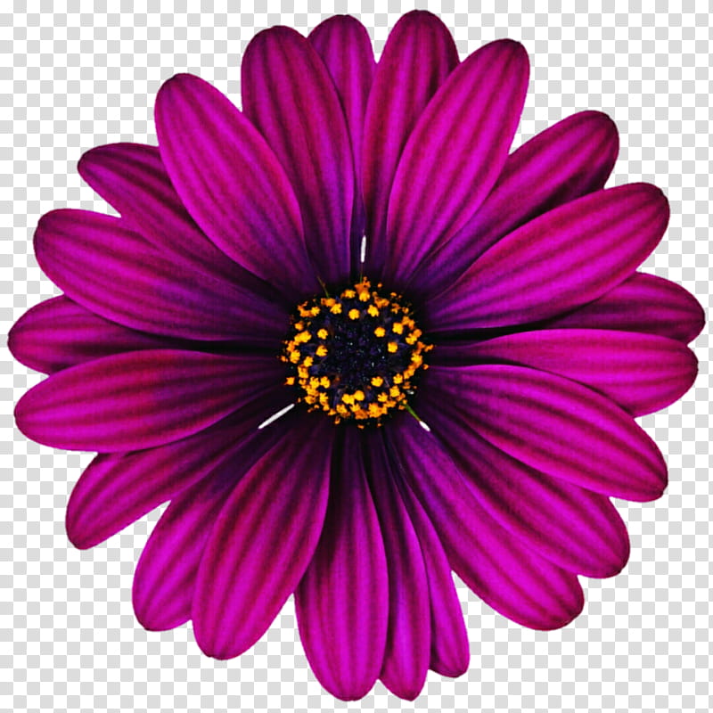 Violet African Daisy transparent background PNG clipart