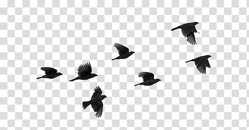birds flying away silhouette