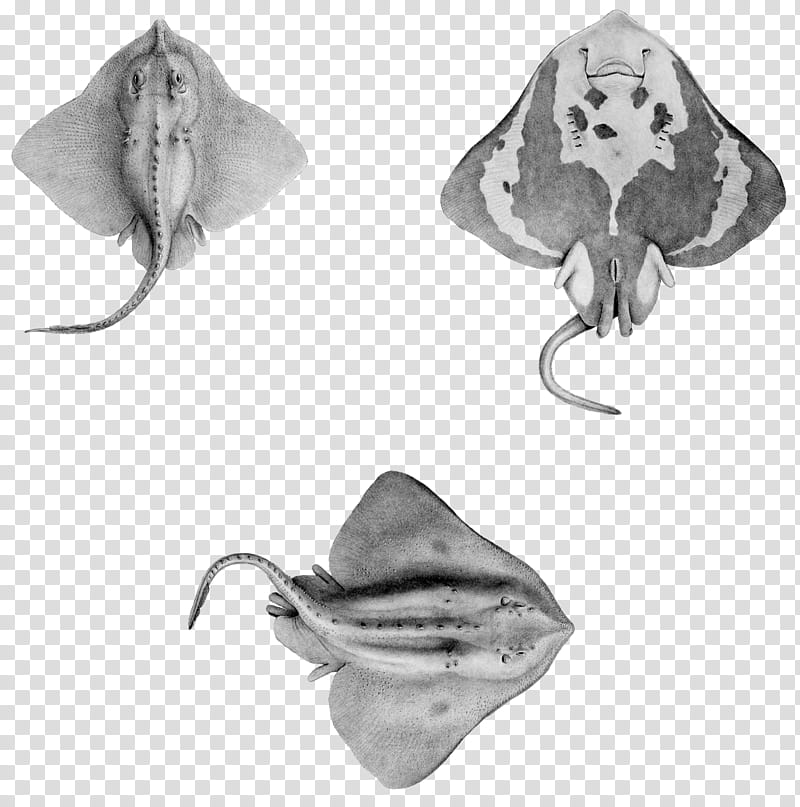 Stringrays, gray stingray illustration transparent background PNG clipart