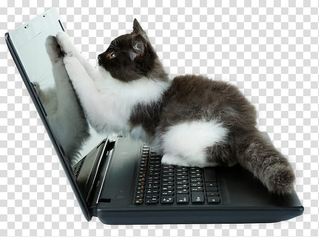 Cats, Kitten, Whiskers, Animal, Laptop, Small To Mediumsized Cats, Technology, Netbook transparent background PNG clipart