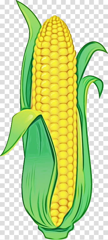 corn corn on the cob sweet corn yellow vegetarian food, Watercolor, Paint, Wet Ink, Vegetable, Plant, Food Grain transparent background PNG clipart corn corn on the cob sweet corn yellow vegetarian food, Watercolor, Paint, Wet Ink, Vegetable, Plant, Food Grain transparent background PNG clipart