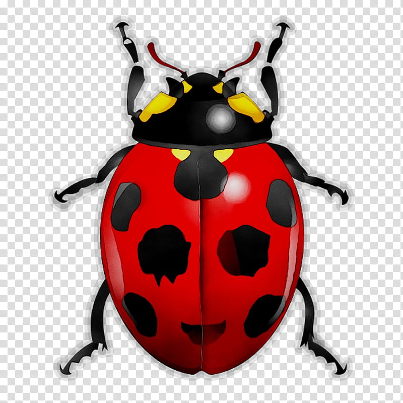 Ladybird, Beetle, Beetles And Other Insects, Ladybird Beetle, True Bugs, Aphid, Bernard Durin, Ladybug transparent background PNG clipart