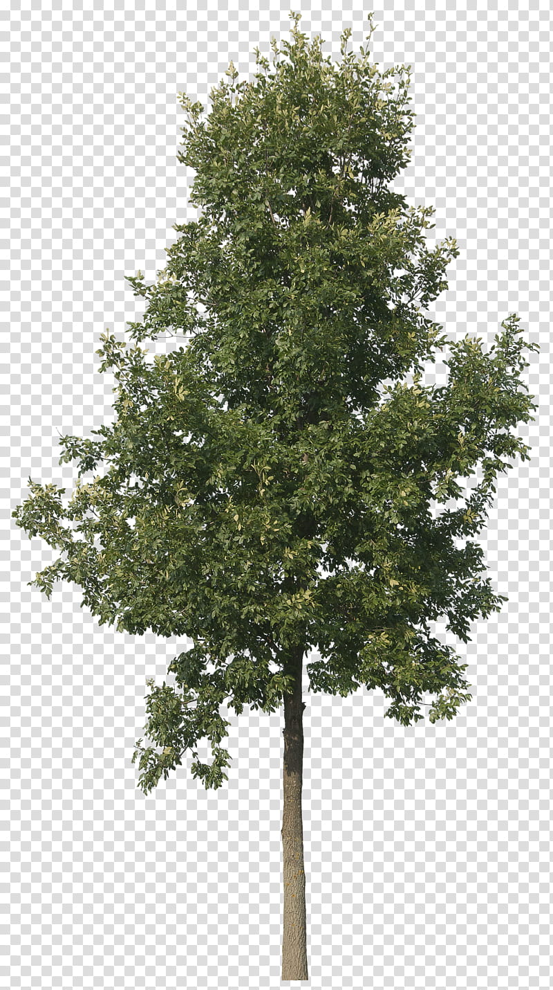 Family Tree, Spruce, Oak, Plants, Larch, Real Estate, Landscape, Shrub transparent background PNG clipart