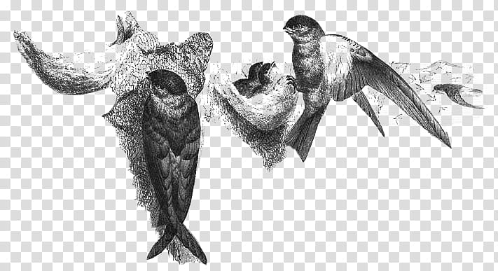 Swallow Bird, Edible Birds Nest, Ediblenest Swiftlet, Bird Nest, Blacknest Swiftlet, Feather, Barn Swallow, Collocalia transparent background PNG clipart