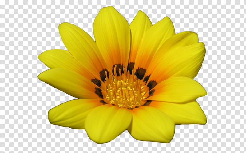 Sunflower, Common Sunflower, Page Layout, , Banco De ns, Yellow, Petal, Daisy Family transparent background PNG clipart