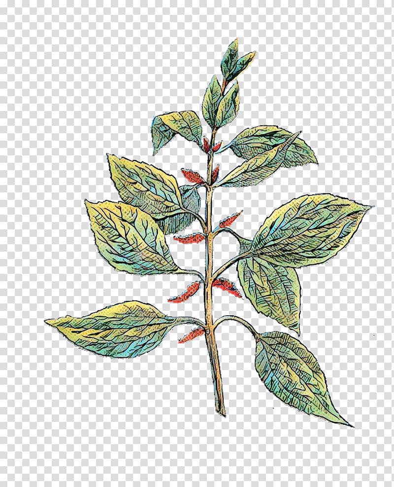 Watercolor Flower, Herb, Botanical Garden, Nautical Illustrations, Watercolor Painting, Plant, Leaf, Plant Stem transparent background PNG clipart
