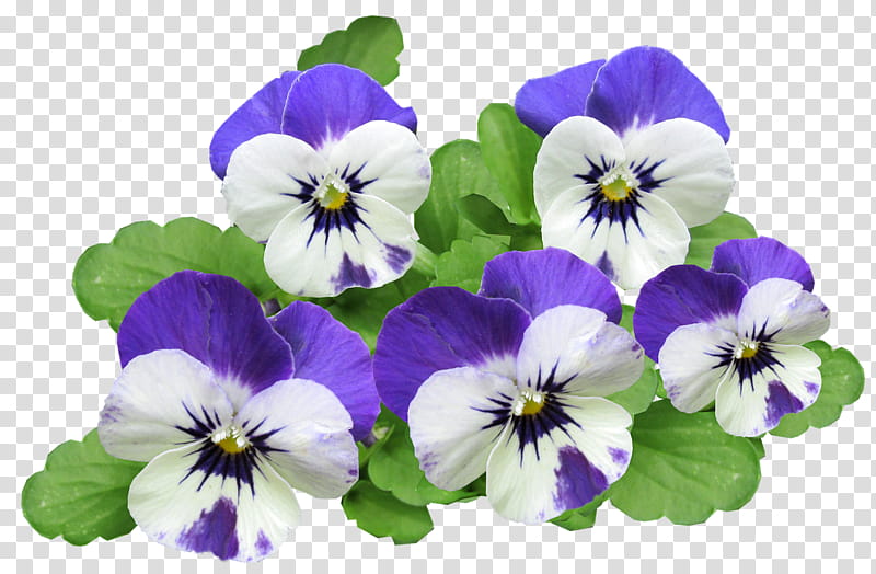 Golden, Pansy, California Golden Violet, Blume, Flower, Seedling, Wild Pansy, Purple transparent background PNG clipart