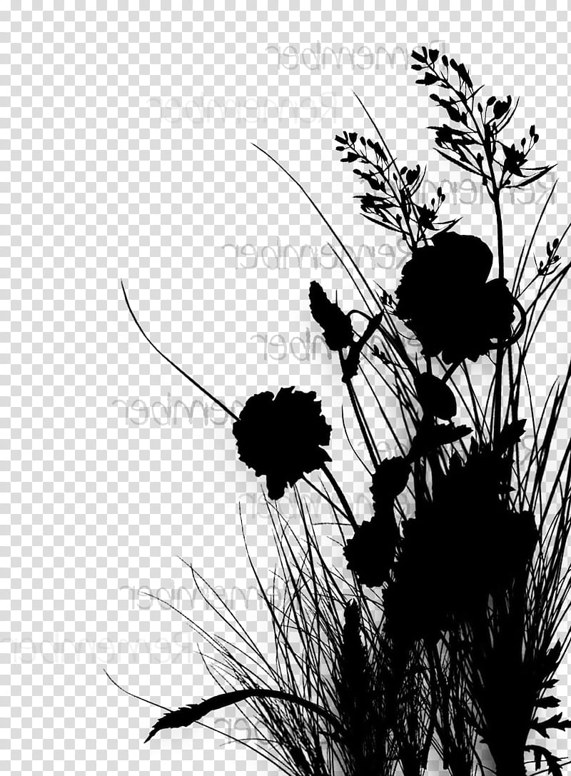 Flower Silhouette, Insect, Membrane, Branching, Plants, Blackandwhite, Grass, Wildflower transparent background PNG clipart