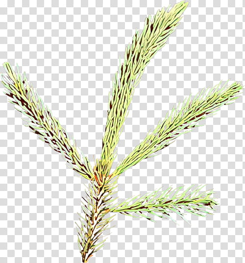 white pine plant red pine loblolly pine shortstraw pine, Elymus Repens, Lodgepole Pine, Grass, Tree, Jack Pine transparent background PNG clipart