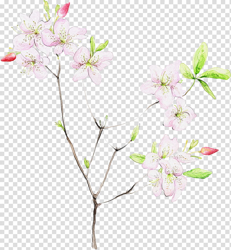 Cherry blossom, Flower, Plant, Branch, Flowering Plant, Pink, Petal, Twig transparent background PNG clipart