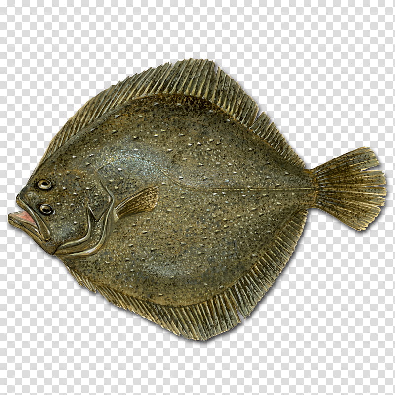 Fish, Flounder, Sole, Turbot, Flatfish, European Plaice, Tilapia, European Flounder transparent background PNG clipart