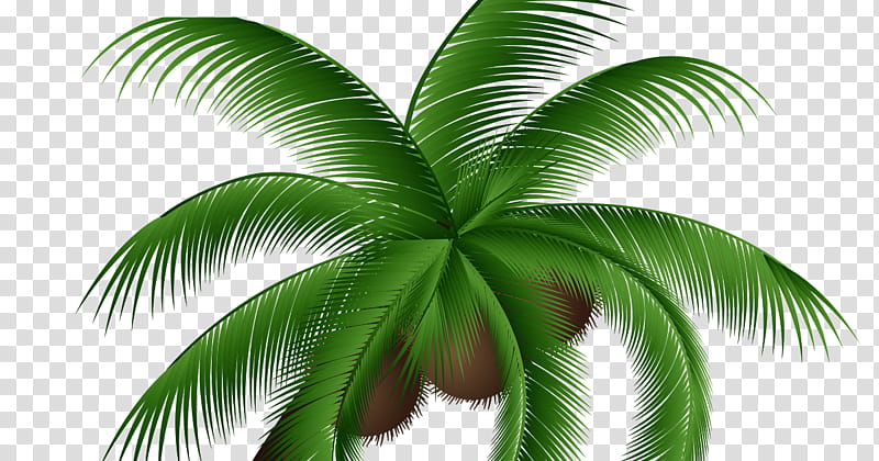 Coconut Tree, Palm Trees, Roystonea Regia, Coconut Water, Trunk, Woody Plant, Royal Palms, Green transparent background PNG clipart