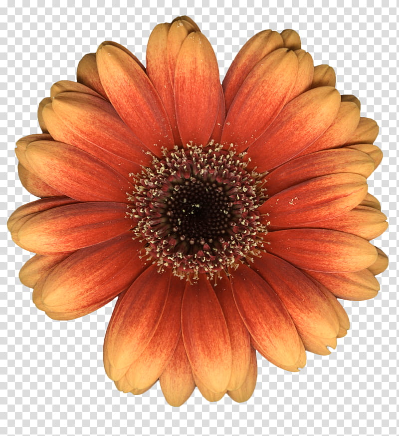 gerber daisy transparent background PNG clipart