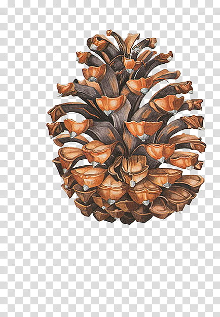 brown pine cone transparent background PNG clipart