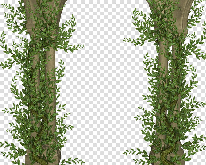 pillars and ivy, green and brown plants illustration transparent background PNG clipart