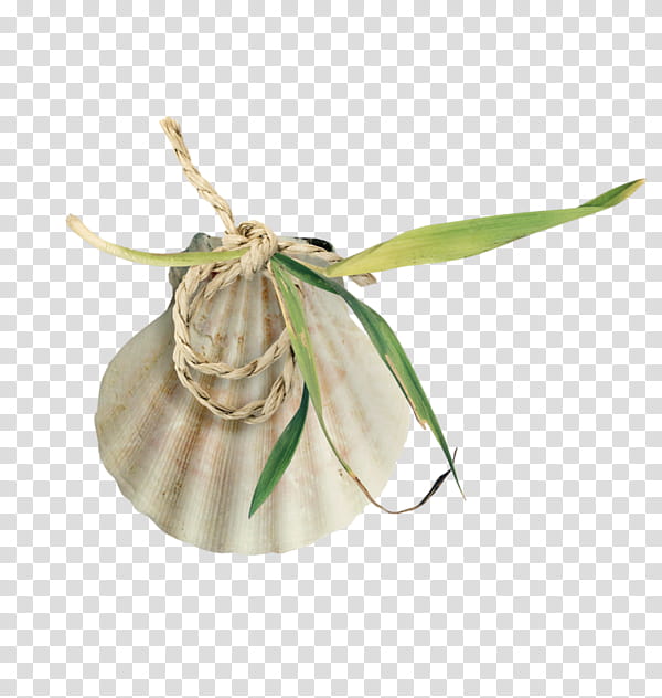 Beige Flower, Yandex, Monstercom, Innovation, Creativity, Bait, Angling, Hunting transparent background PNG clipart